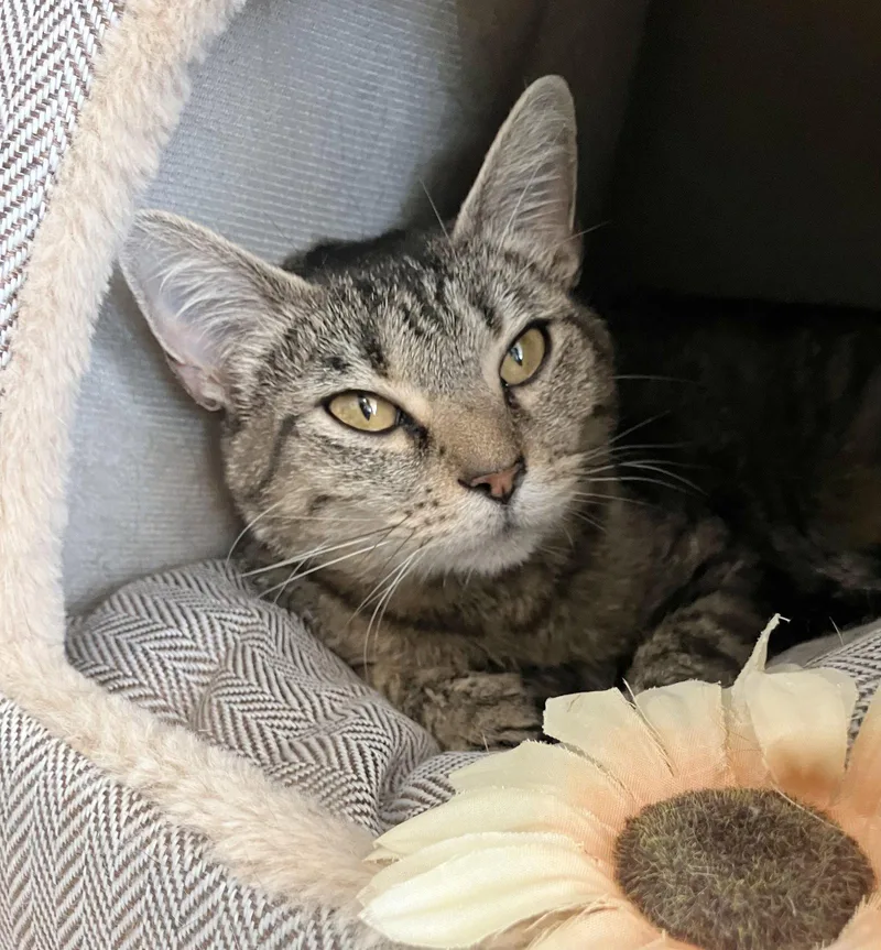 An adult medium-sized female Tabby cat named Matcha for adoption in Dublin, OH