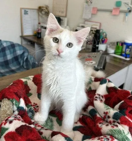 Orion