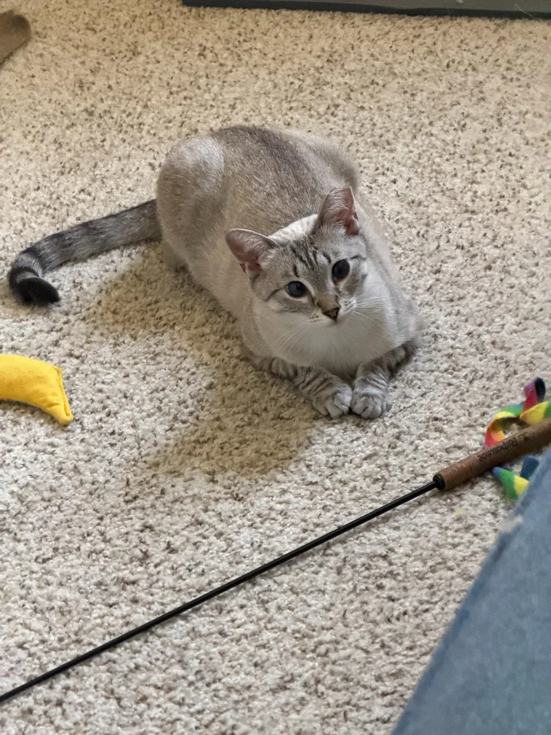 An adult medium-sized female Buff & White Siamese cat named Venuz for adoption in San Jose, CA