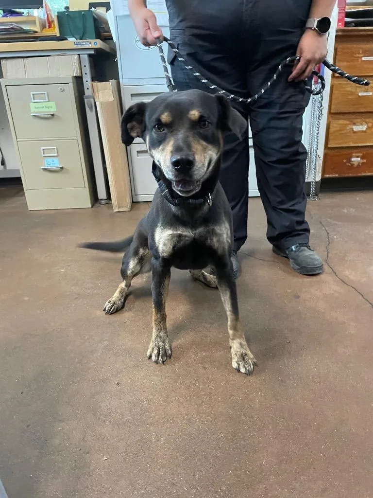 A baby medium-sized female Pit Bull Terrier dog named Kona for adoption in Chico, CA