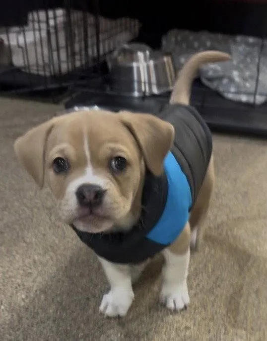 A baby medium-sized female American Bulldog dog named Chia for adoption in Sanford, FL