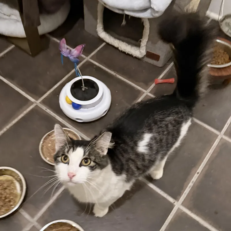 A young medium-sized male Gray & White Domestic Long Hair cat named Ollie for adoption in Brick, NJ