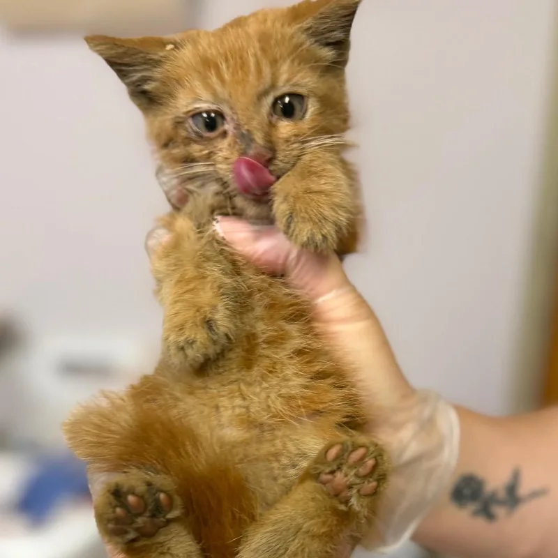 A baby small-sized male Orange / Red Domestic Short Hair cat named Mcqueen for adoption in Newark, NJ