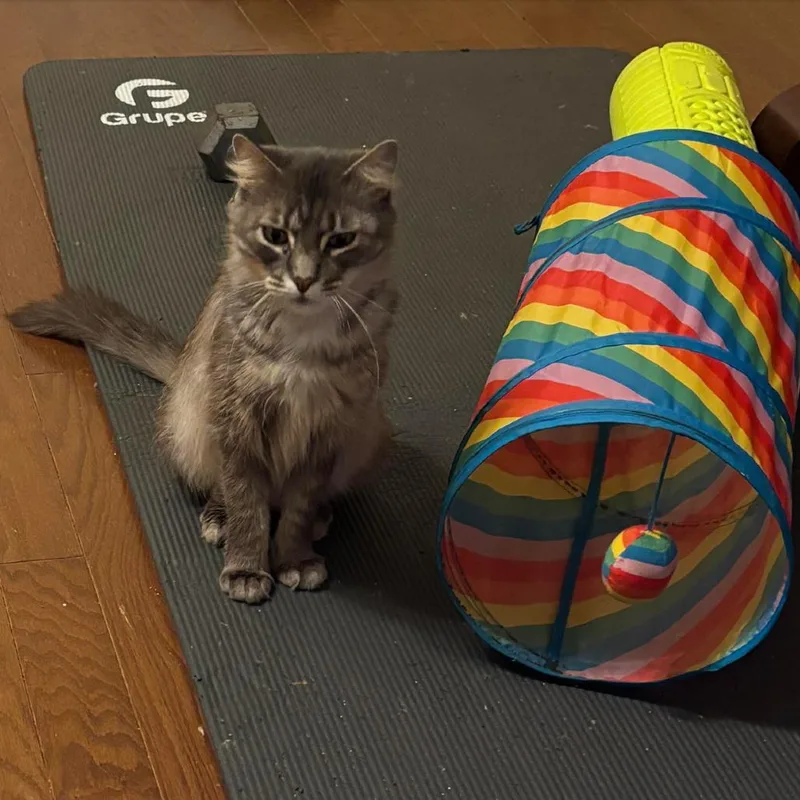 An adult large-sized male Gray / Blue / Silver Domestic Medium Hair cat named Cocoa Beau for adoption in League City, TX