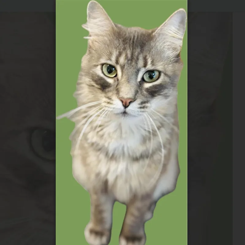 Cocoa Beau thumbnail 2