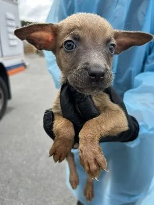 A baby small-sized male Belgian Shepherd / Malinois dog named Puppy for adoption in Atlanta, GA