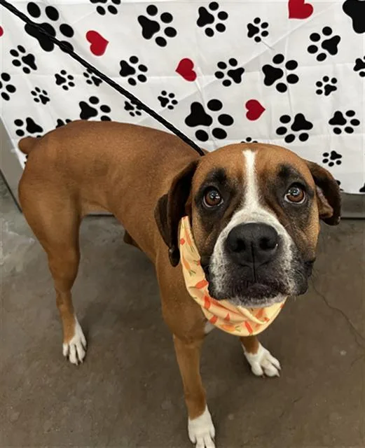 An adult large-sized female Mixed Breed dog named Indi for adoption in Dallas, TX