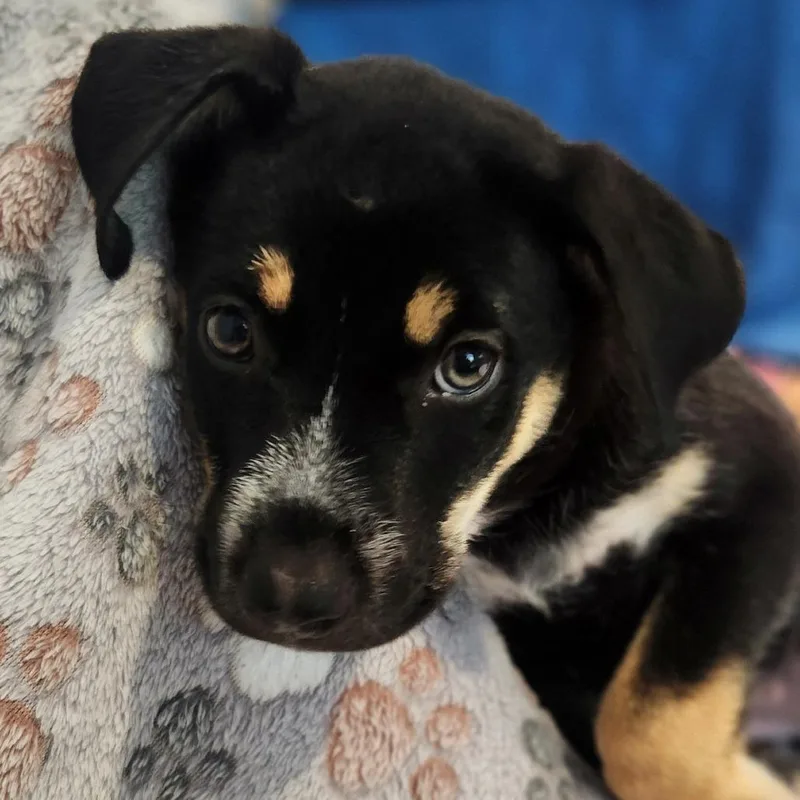 A baby medium-sized female Black Mixed Breed dog named Gaga for adoption in Centralia, WA