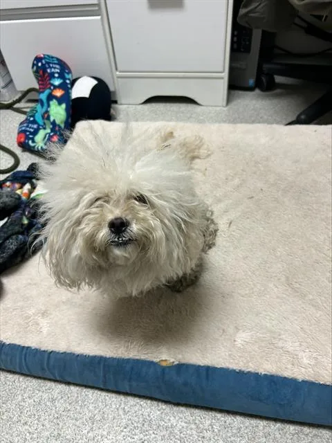 A young small-sized female Poodle dog named Magnolia for adoption in Alameda, CA