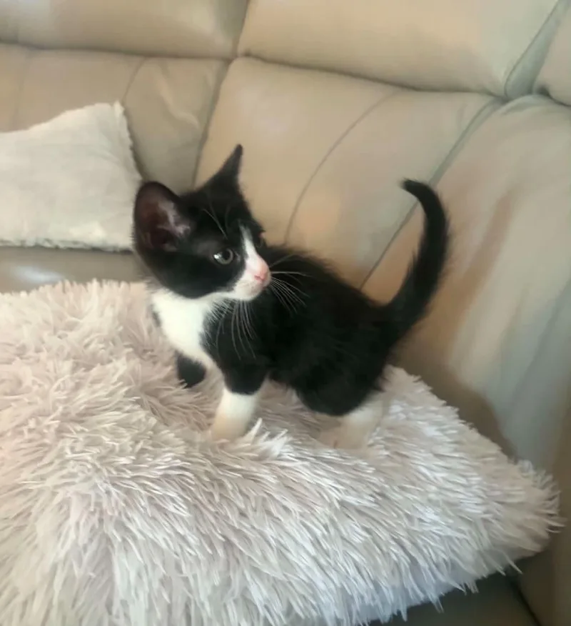 A baby small-sized male Black & White / Tuxedo Domestic Short Hair cat named Salchow for adoption in Staten Island, NY