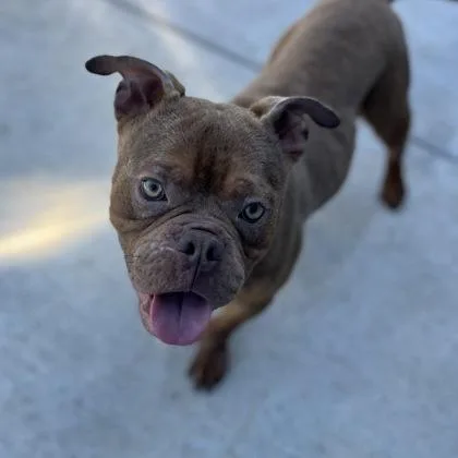 An adult medium-sized male Mixed Breed dog named Mogwai for adoption in Janesville, WI