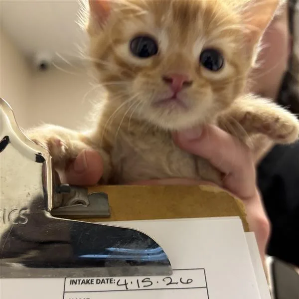 A baby small-sized male Orange / Red Domestic Short Hair cat named Caravaggio for adoption in Tempe, AZ