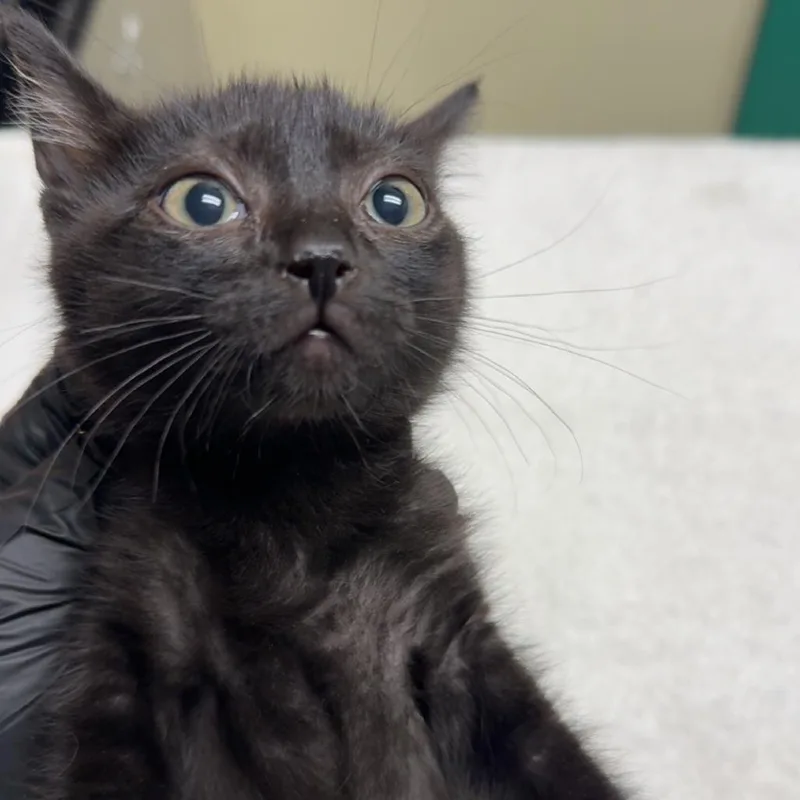A baby small-sized female Black Domestic Short Hair cat named Susie for adoption in Lakewood, CO