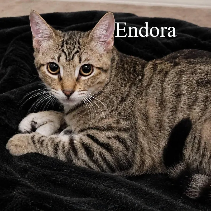 A baby medium-sized female Domestic Short Hair cat named Endora for adoption in Queen Creek, AZ