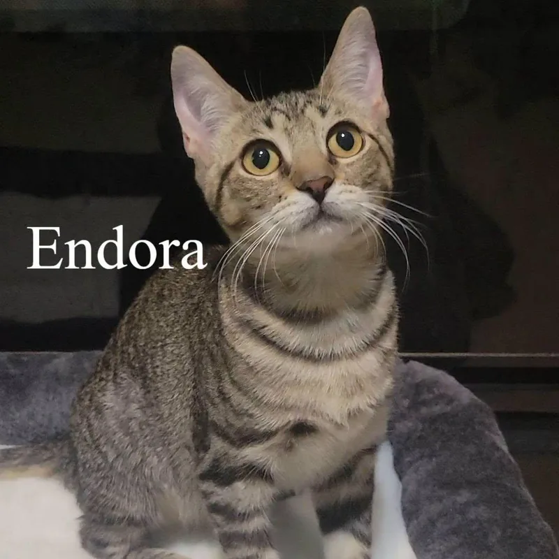Endora thumbnail 2