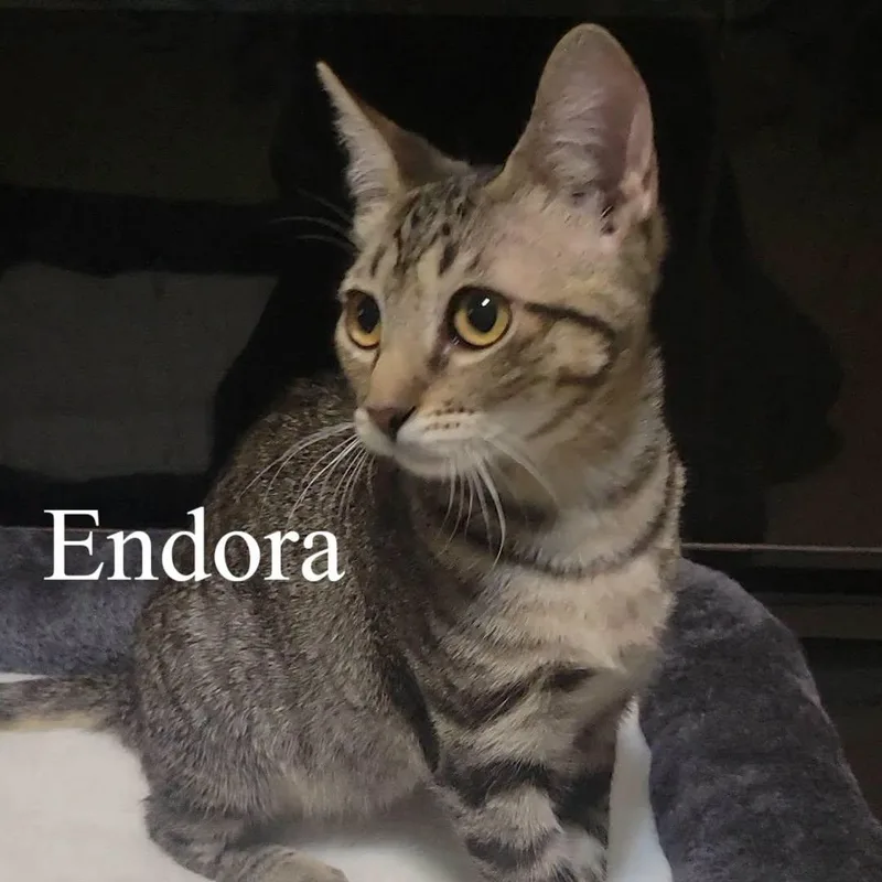 Endora thumbnail 3