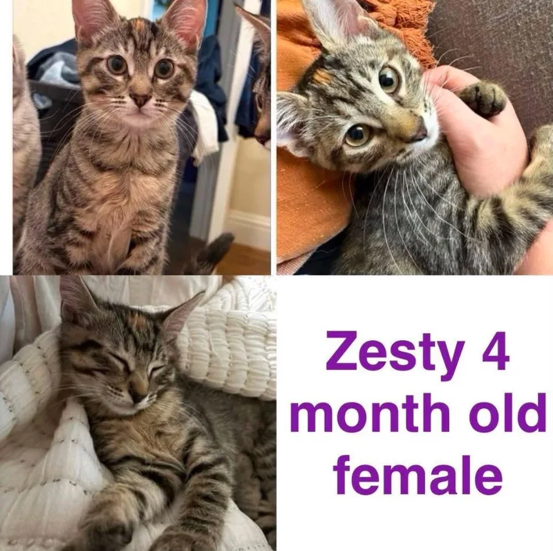 A baby medium-sized female Domestic Short Hair cat named Zesty for adoption in Mustang, OK