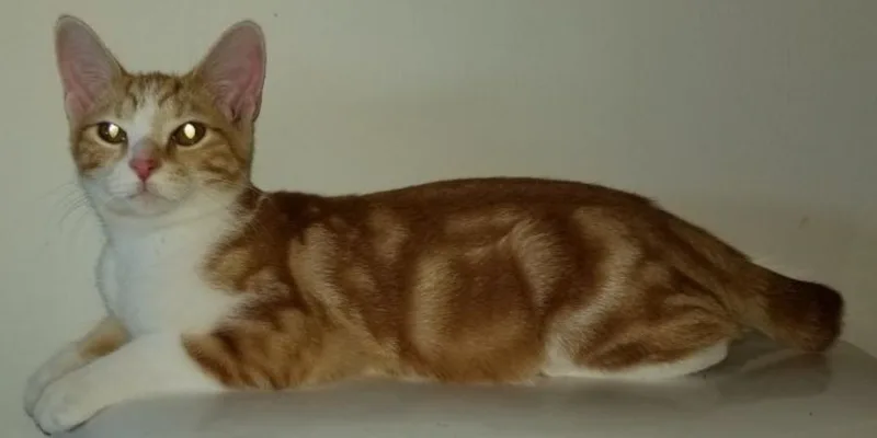 An adult medium-sized female Tabby (Orange / Red) American Bobtail cat named Adele for adoption in Sardinia, OH