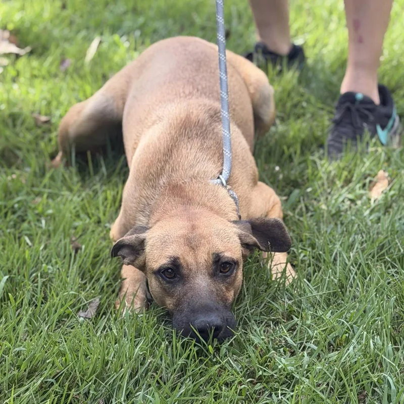 A young medium-sized female Shepherd dog named Emerson for adoption in Locust Fork, AL