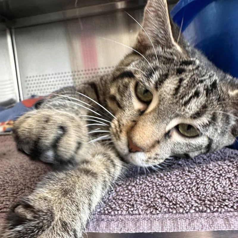A young medium-sized male Brown / Chocolate Domestic Short Hair cat named Ziggy for adoption in Sarasota, FL