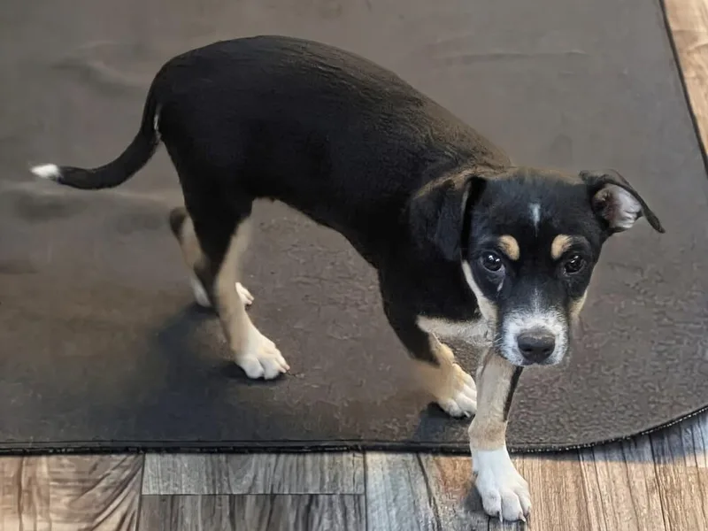 A baby medium-sized female Brown / Chocolate Mixed Breed dog named Galadriel for adoption in Waunakee, WI