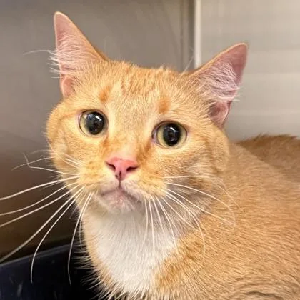 An adult medium-sized male Orange & White Domestic Short Hair cat named Sawyer for adoption in Lansing, MI