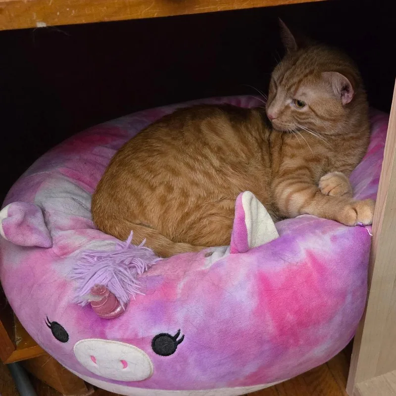 An adult medium-sized male Orange / Red Domestic Short Hair cat named Nordy for adoption in Inver Grove Heights, MN