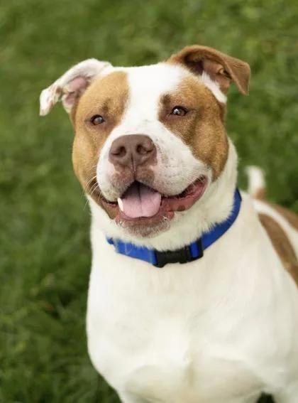 A young large-sized male Golden Mixed Breed dog named Jagger for adoption in Hamilton, OH