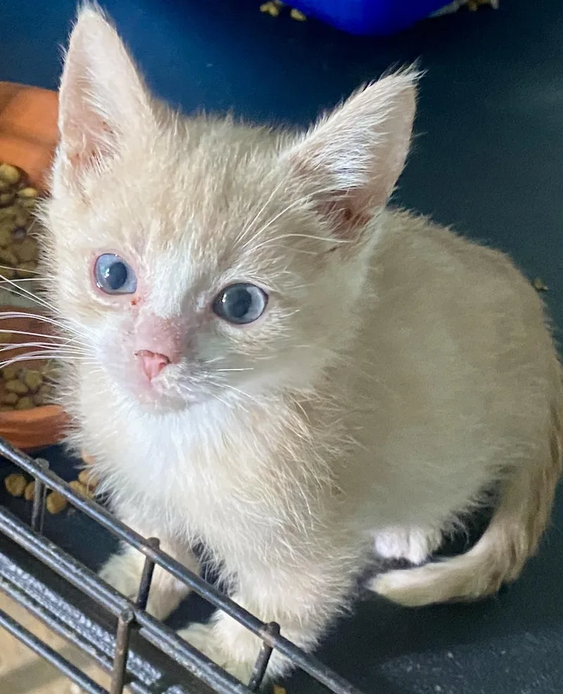 A baby medium-sized male Buff / Tan / Fawn Domestic Short Hair cat named Chickpea for adoption in Red Bank, NJ