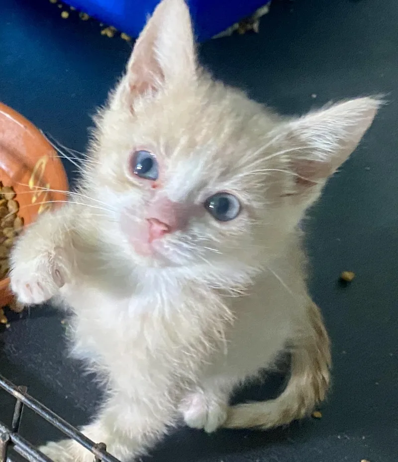 Chickpea thumbnail 2