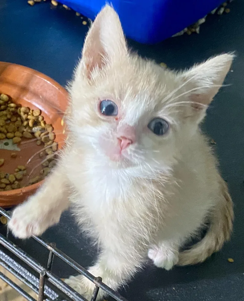 Chickpea thumbnail 3