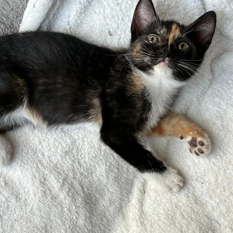 A baby small-sized female Calico Domestic Short Hair cat named Baja Blast for adoption in Fort Lauderdale, FL