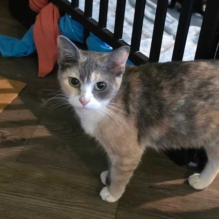 A young medium-sized female Calico Domestic Short Hair cat named Bonnie for adoption in Huntsville, AL