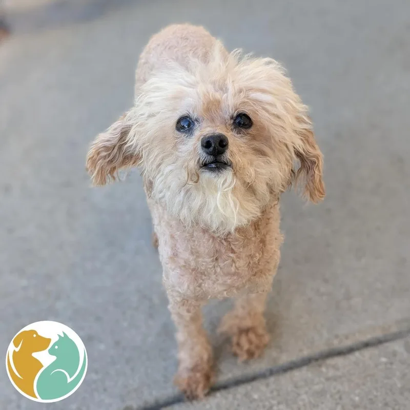 A senior small-sized female Yellow / Tan / Blond / Fawn Mixed Breed dog named Jazzy for adoption in Toledo, OH