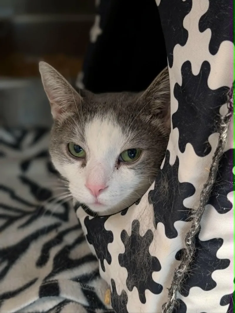 A senior large-sized male Gray & White Domestic Short Hair cat named Jack A Bean for adoption in Chambersburg, PA