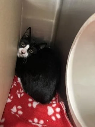 A baby medium-sized female Domestic Short Hair cat named Miss Muffet for adoption in Picayune, MS