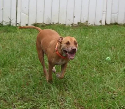 A young medium-sized female Golden Black Mouth Cur dog named Sasha for adoption in Inverness, FL