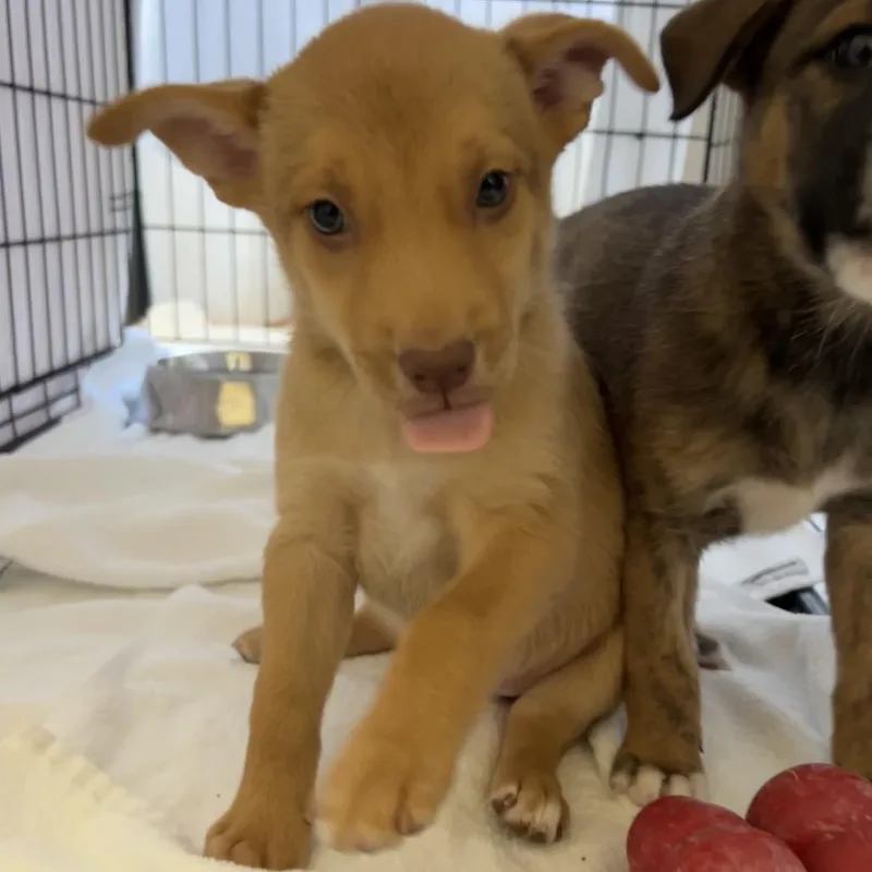 A baby medium-sized female Yellow / Tan / Blond / Fawn Mixed Breed dog named Himalayan Pink Salt for adoption in Moab, UT