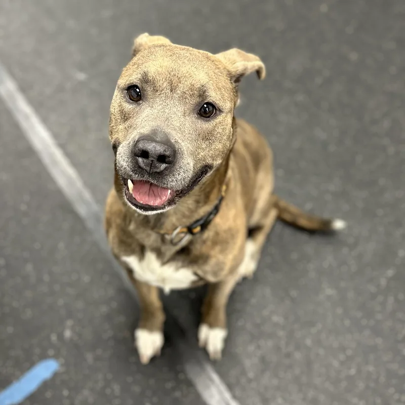 An adult medium-sized female Brindle Mixed Breed dog named Claudia+ for adoption in Youngstown, OH