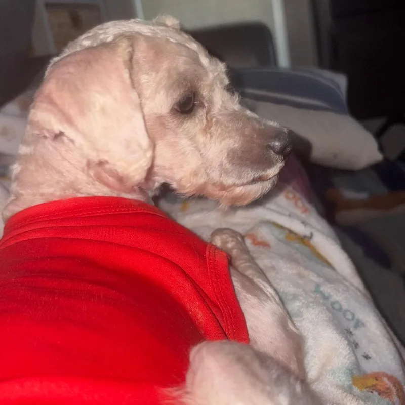 An adult small-sized male White / Cream Miniature Poodle dog named Fernando for adoption in Gulfport, MS