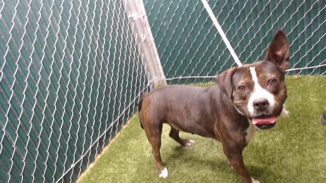 A young medium-sized female Pit Bull Terrier dog named Frida for adoption in Downey, CA
