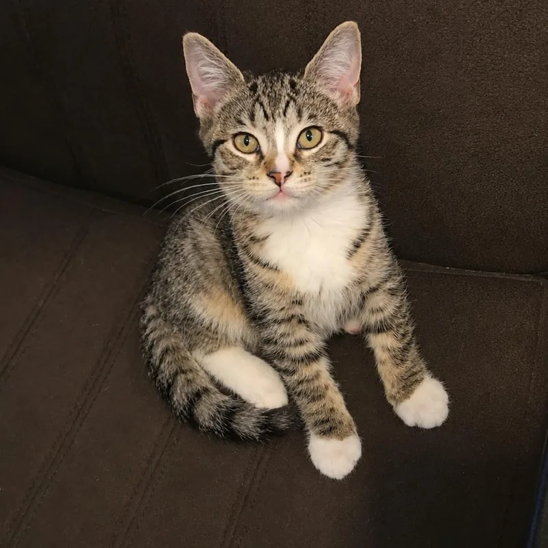 A baby medium-sized female Tabby (Brown / Chocolate) Domestic Short Hair cat named Ash for adoption in Moriches, NY