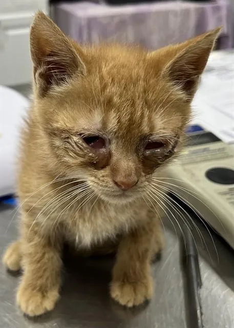 A baby small-sized female Domestic Short Hair cat named Cheerio for adoption in Upper Marlboro, MD
