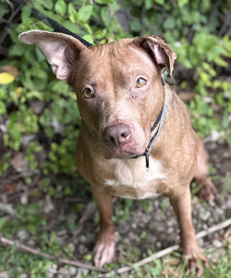 An adult medium-sized female Mixed Breed dog named Maggie for adoption in McKeesport, PA