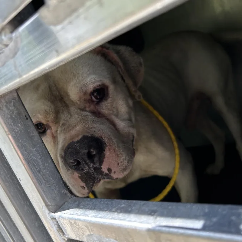 An adult medium-sized male White / Cream Pit Bull Terrier dog named Jolly Roger for adoption in Greensboro, NC