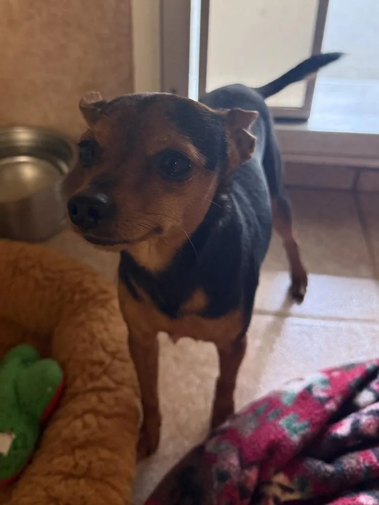 An adult small-sized male Miniature Pinscher dog named Scrappy for adoption in Osgood, IN