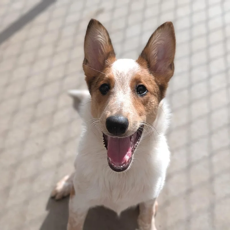 A baby medium-sized male Border Collie dog named Butter Waffle Dinosaur for adoption in Fenton, MI