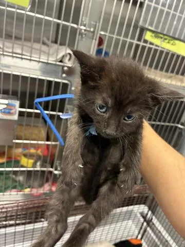 A baby small-sized male Domestic Medium Hair cat named Waffles for adoption in San Martin, CA
