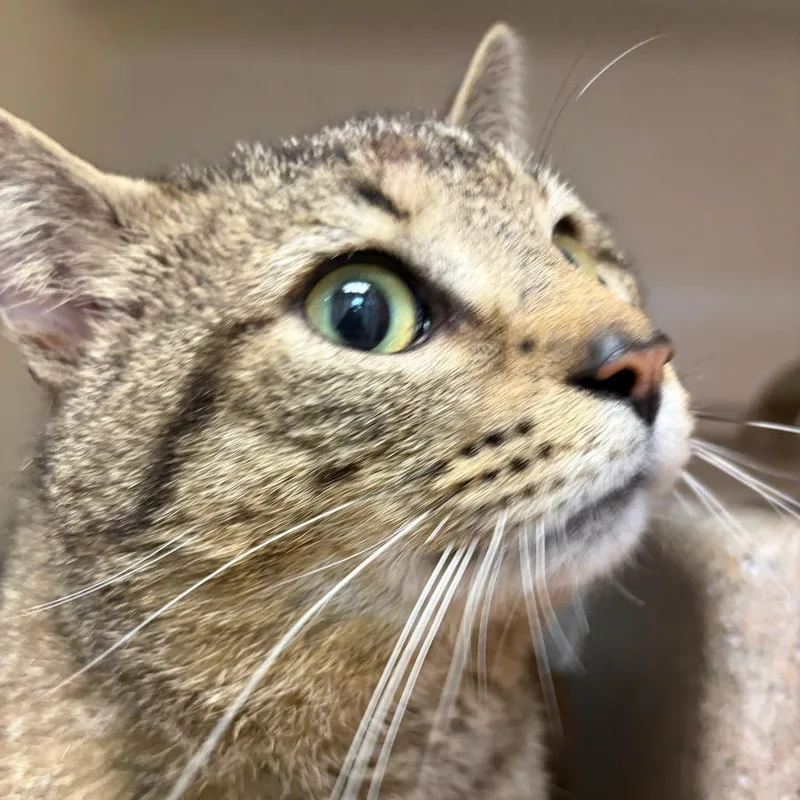 An adult large-sized male Brown / Chocolate Domestic Short Hair cat named 70882 for adoption in Harrisonburg, VA