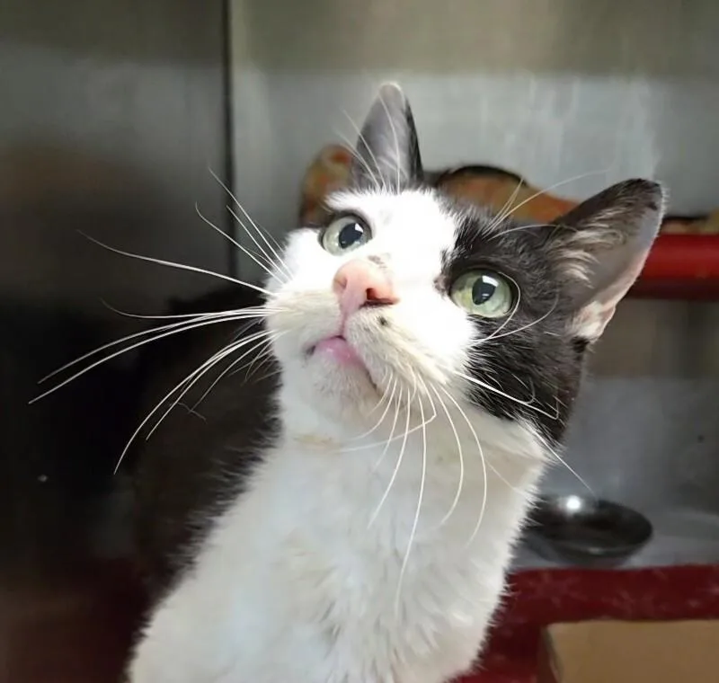 An adult large-sized male Black & White / Tuxedo Domestic Short Hair cat named Bon Jovi for adoption in Cincinnati, OH